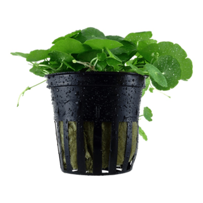 Tropica Hydrocotyle Verticillata