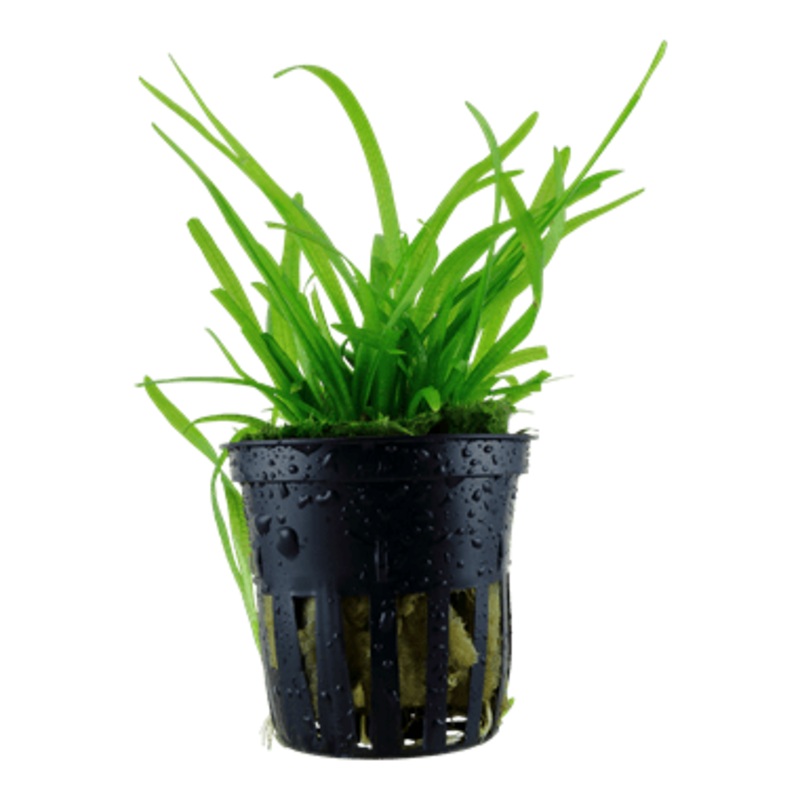 Tropica Sagittaria Subulata in Pot