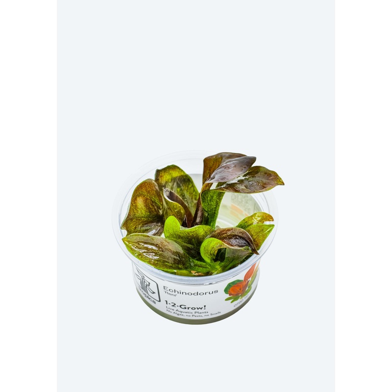 1-2-Grow! Echinodorus reni