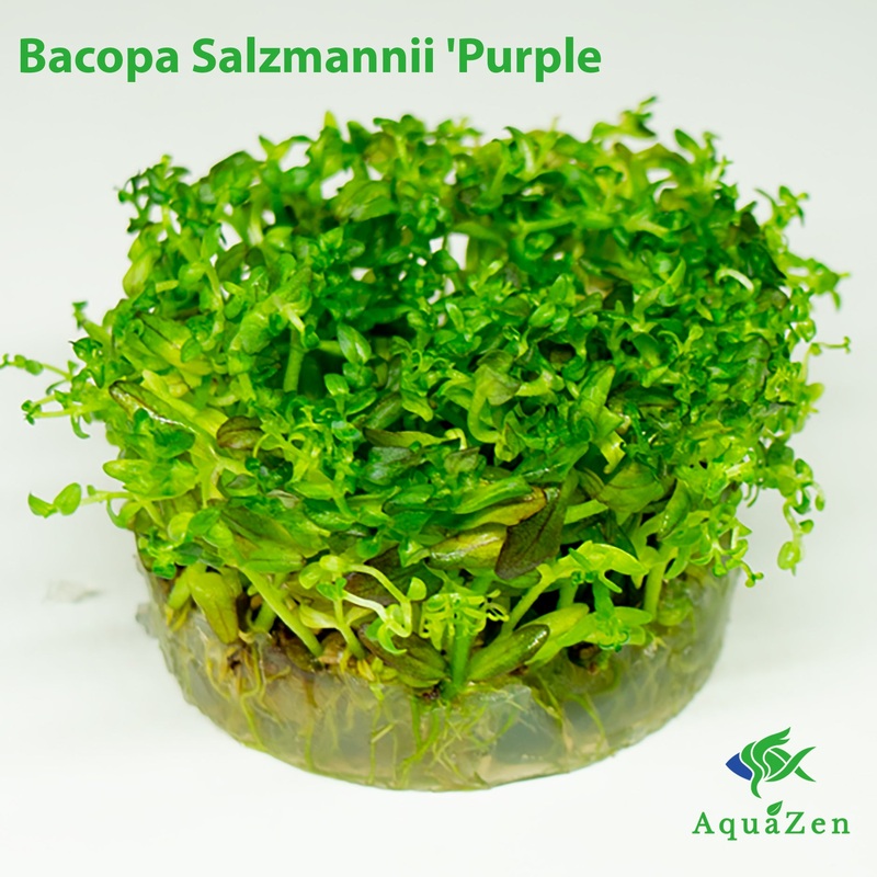 Bacopa Salzmannii ‘Purple’ var SG  (Bacopa Salzmannii ‘Purple’) Tissue Culture