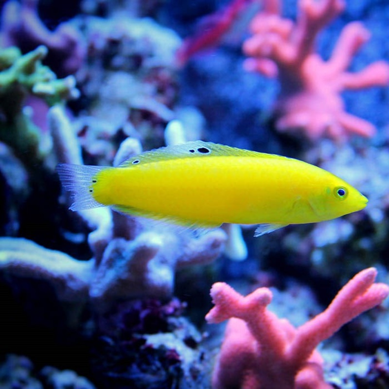 Banana Wrasse
