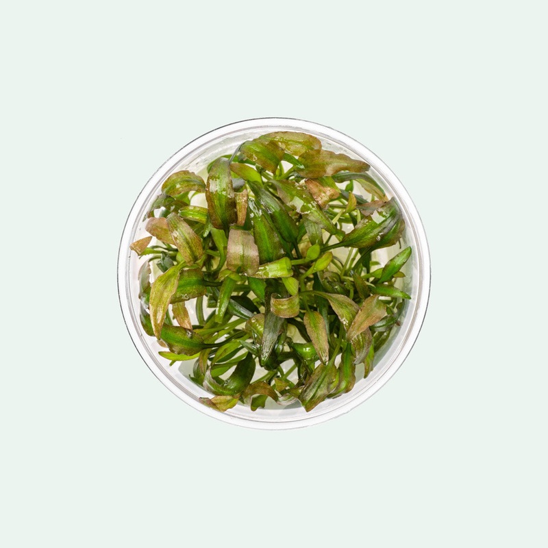 Cryptocoryne Willisii