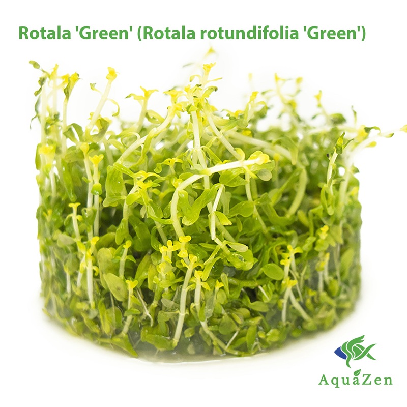 Rotala ‘Green’ (Rotala rotundifolia ‘Green’) Tissue Culture