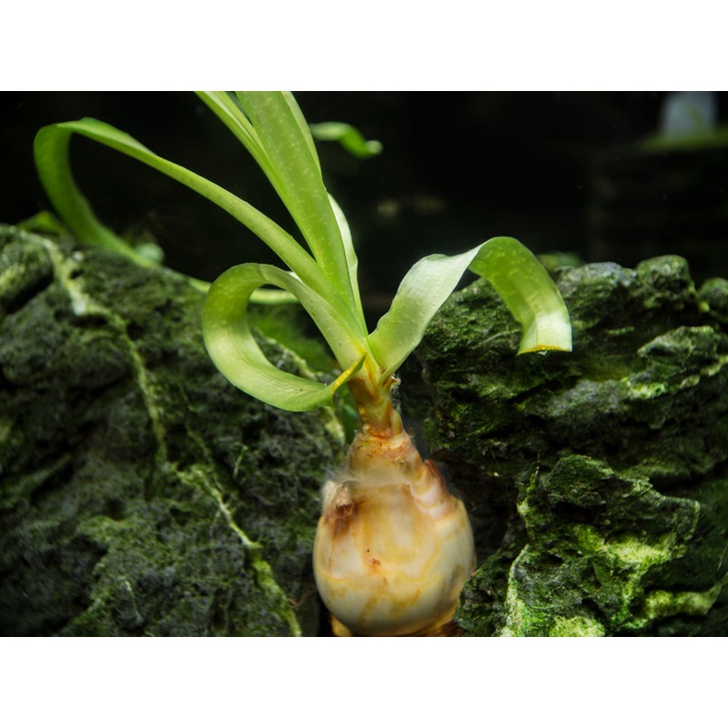 Thai Onion Plant (Crinum thaianum), Plant with Bulb