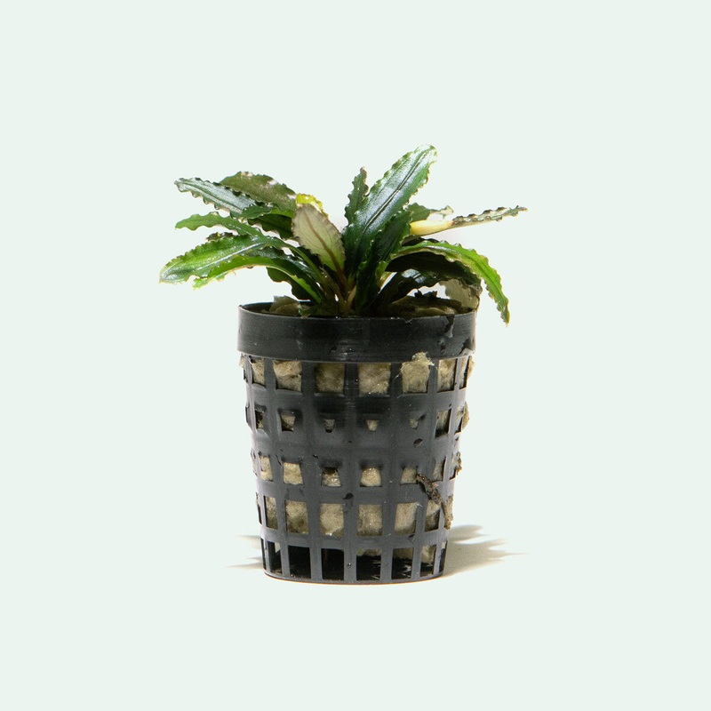 Bucephalandra Biblis