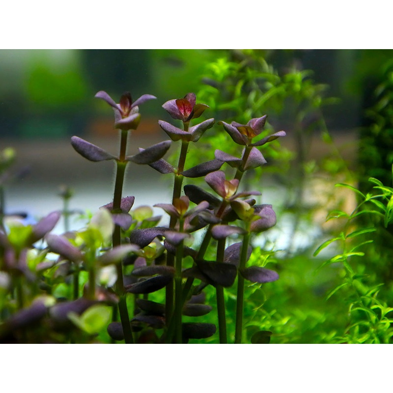 Purple Bacopa (Bacopa salzamanii) – Bunched