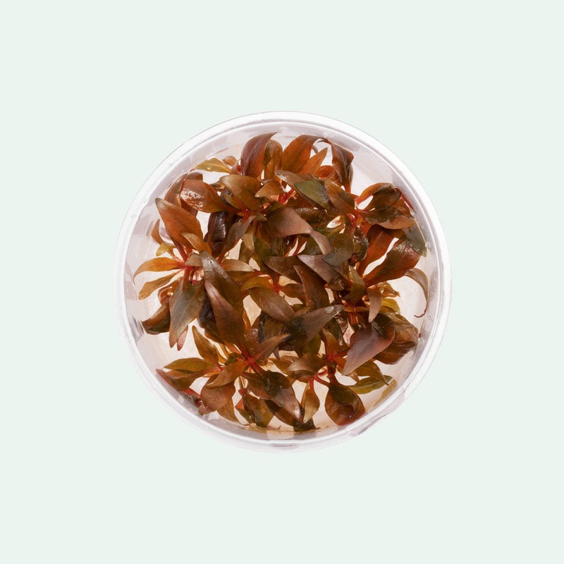 Alternanthera Reineckii Mini