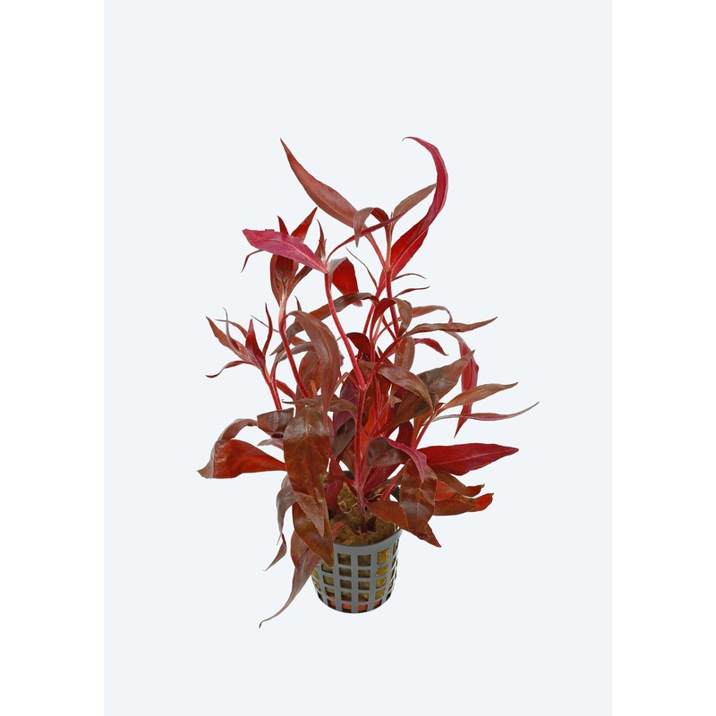 Alternanthera rosaefolia