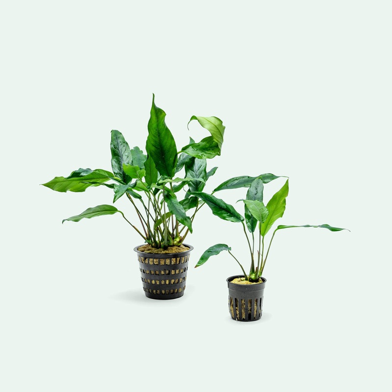 Anubias Minima – Mother Plant