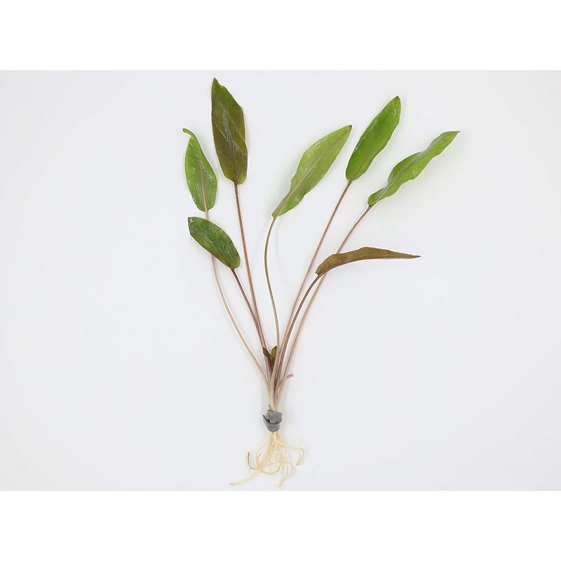 Cryptocoryne Wendtii ‘Mi Oya’