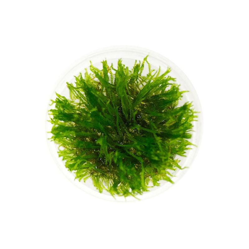 Spiky Moss (Taxiphyllum sp. Spiky) Tissue Culture
