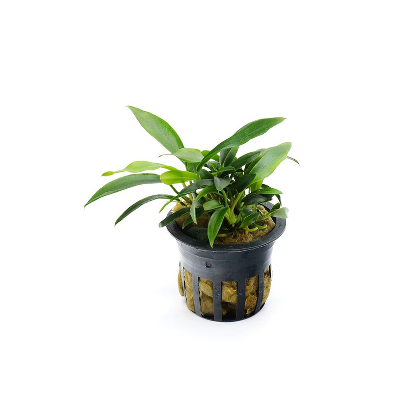 Anubias Chili Jalapeo (Anubias barteri ‘Chili Jalapeo’)