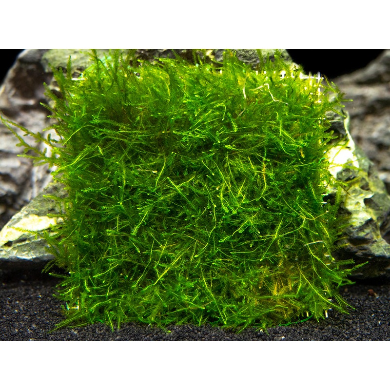 Java Moss Mat (Taxiphyllum barbieri / Vesicularia dubyana)