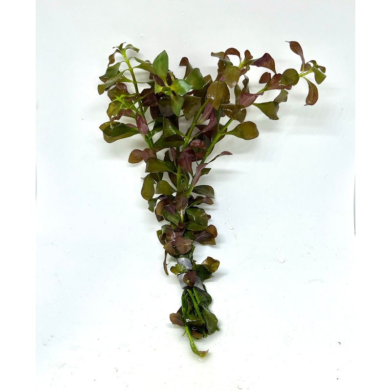Ludwigia Broad