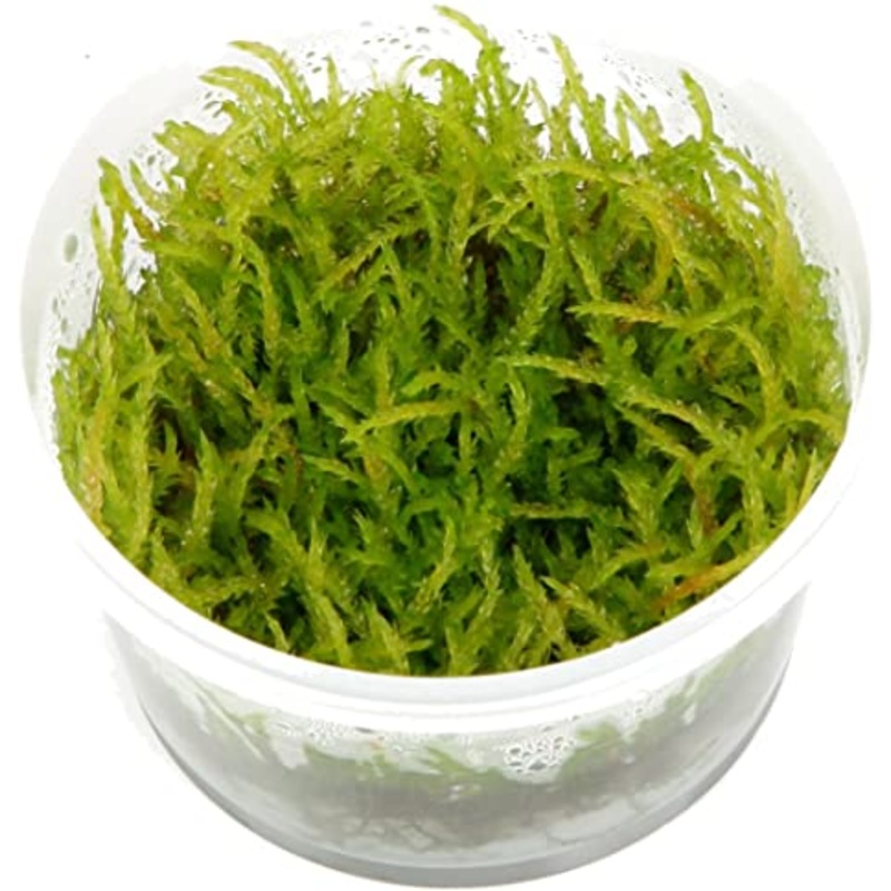 TCulture Vesicularia Ferriel ‘Weeping’ (TC Cup)