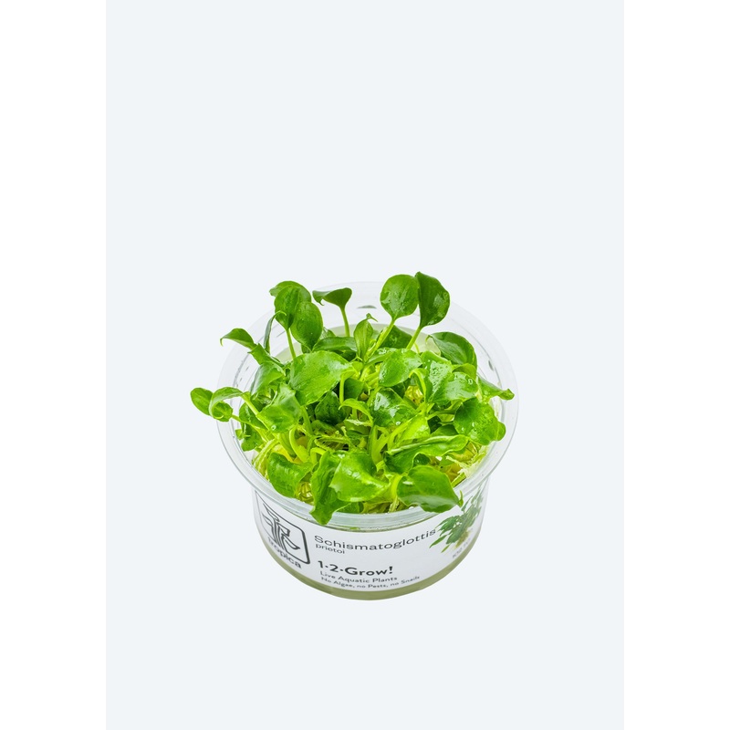 1-2-Grow! Schismatoglottis prietoi