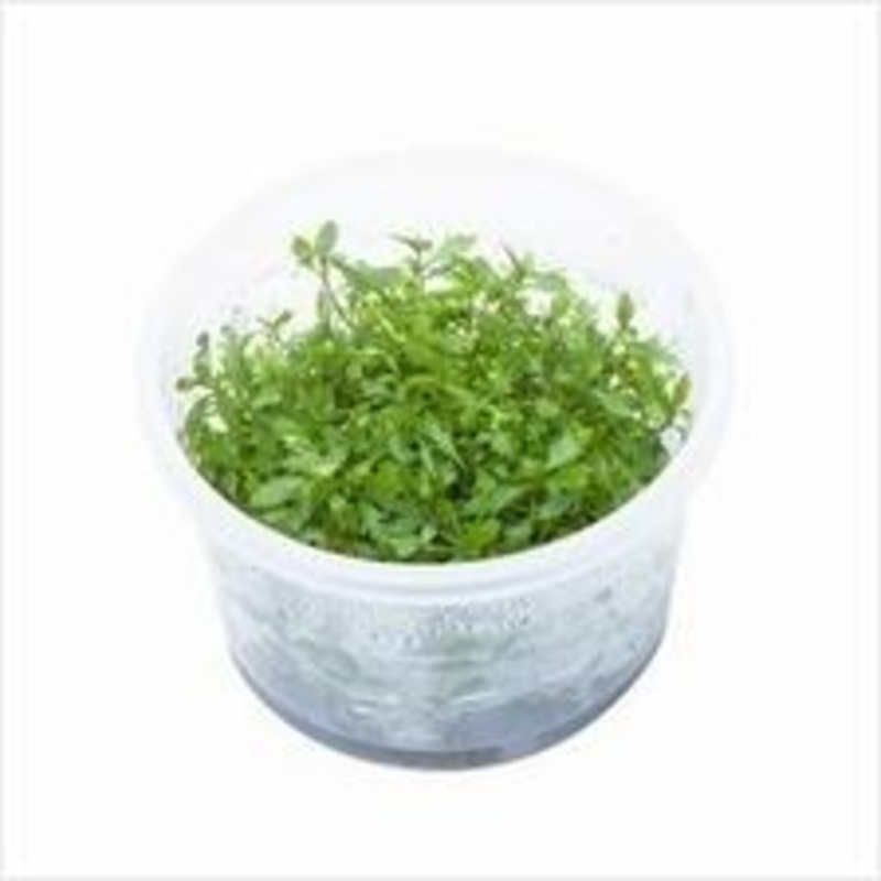 TCulture Proserpinaca Palustris (TC Cup)