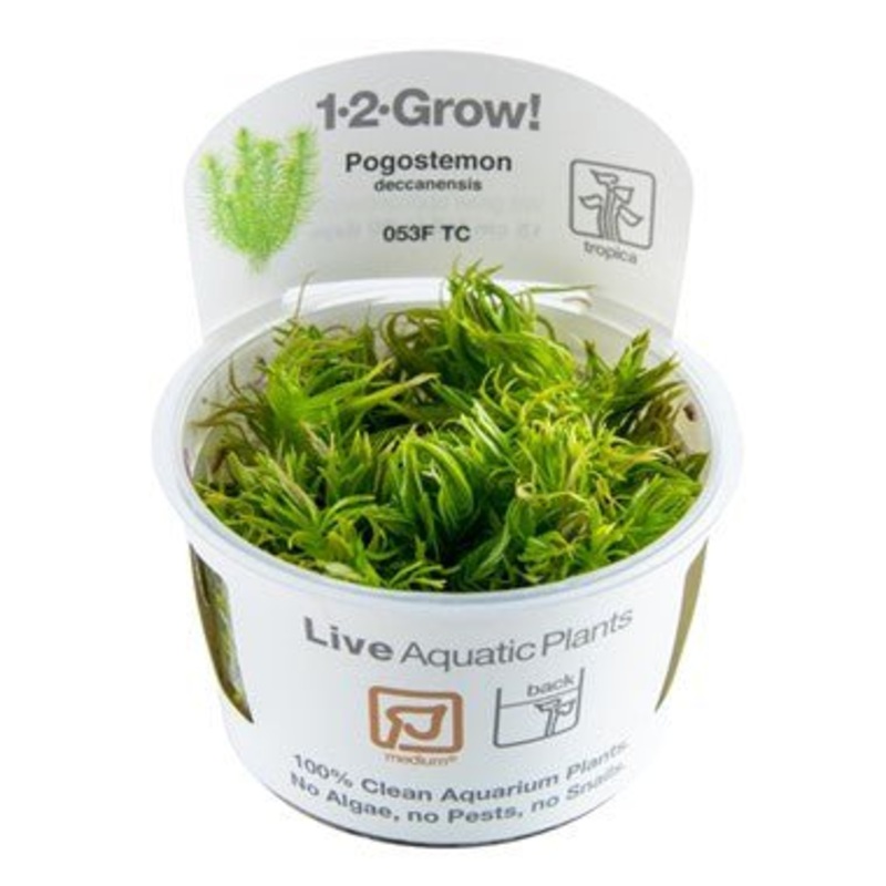 Tropica Pogostemon deccanensis 1-2-GROW! (AKA Pogostemon Erectus)