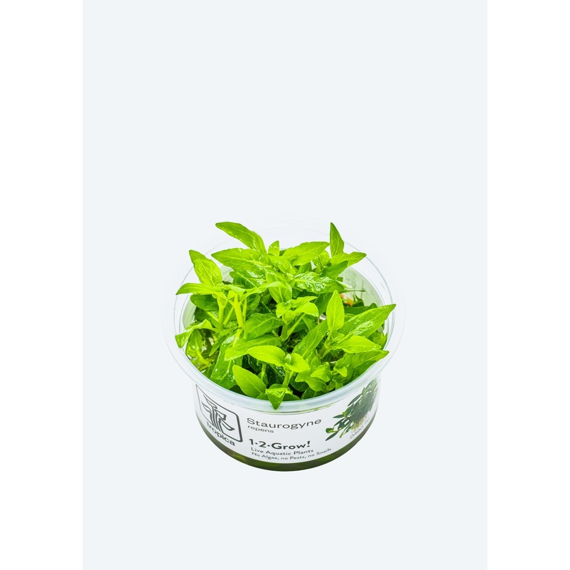 1-2-Grow! Staurogyne repens