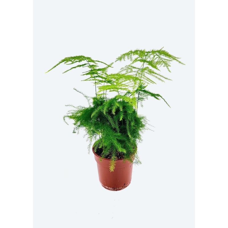 Asparagus Fern Mini