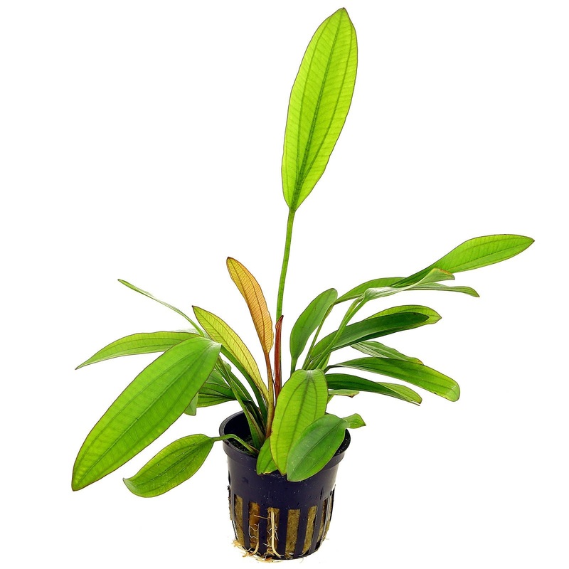 TCulture Echinodorus Red Diamond (Pot)