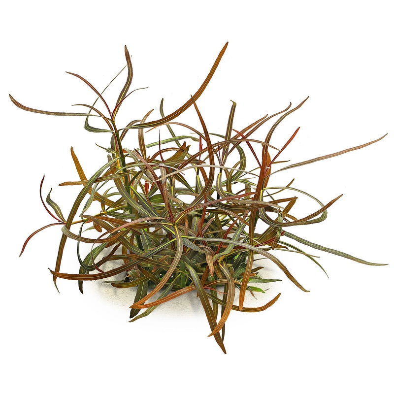 TCulture Hygrophila Lancea Araguaia (Pot/TC Cup)