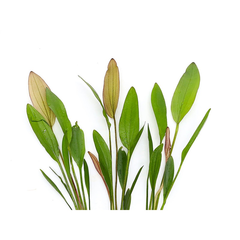 Pink Miracle Sword Plant (Echinodorus sp. Pink Miracle)  Bareroot or Potted