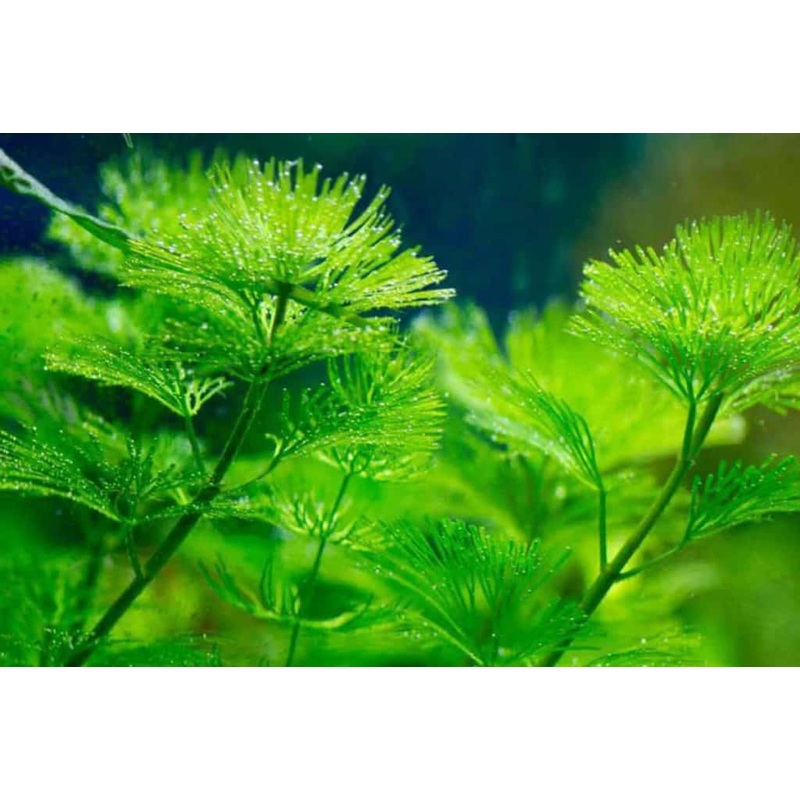 TCulture Cabomba Caroliniana (Pot)