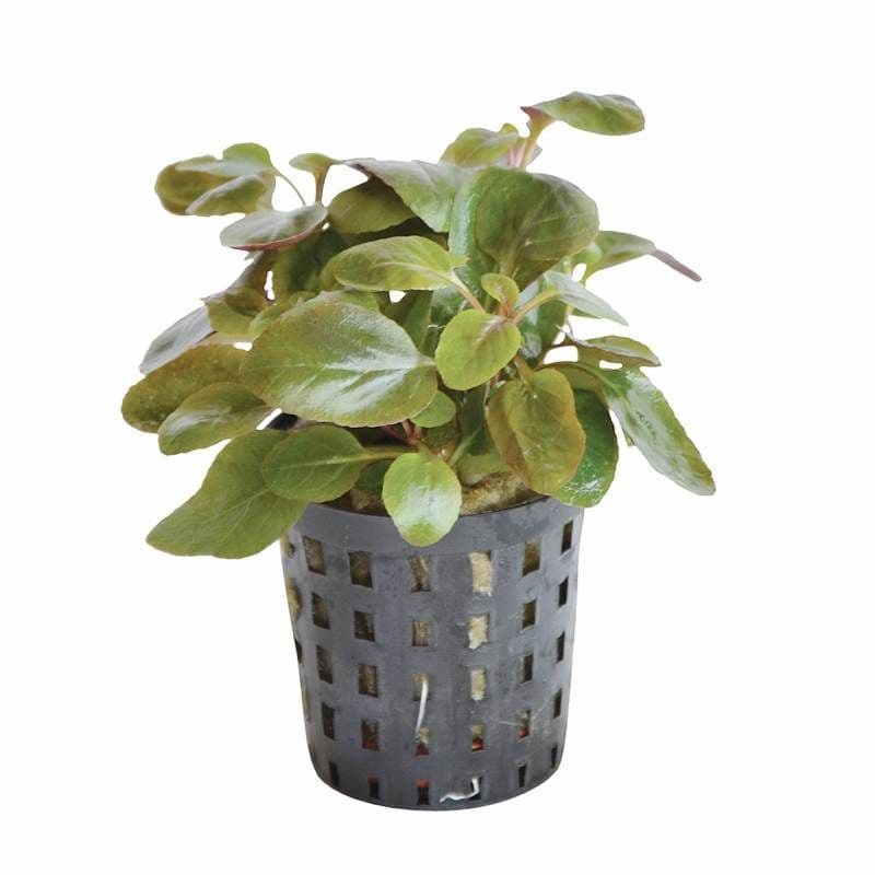 TCulture Lobelia Cardinalis (Pot/TC Cup)