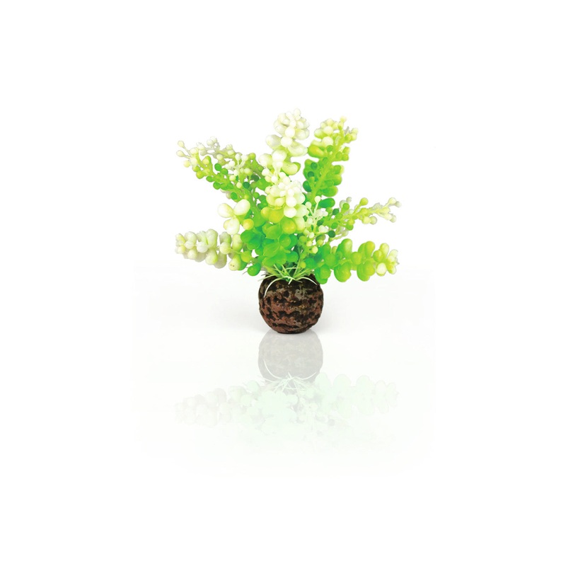 biOrb Aquatic Caulerpa Green
