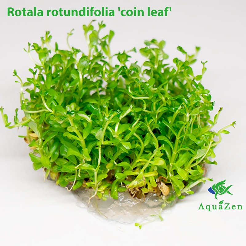 Rotala ‘Coin Leaf’ (Rotala rotundifolia ‘coin leaf’) Tissue Culture