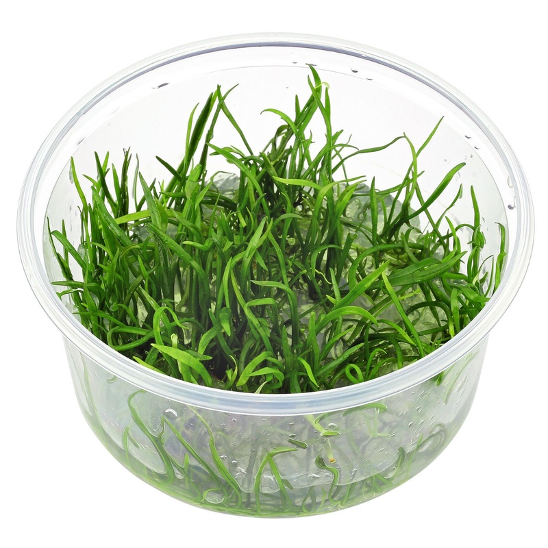 TCulture Lilaeopsis Brasiliensis (TC Cup)