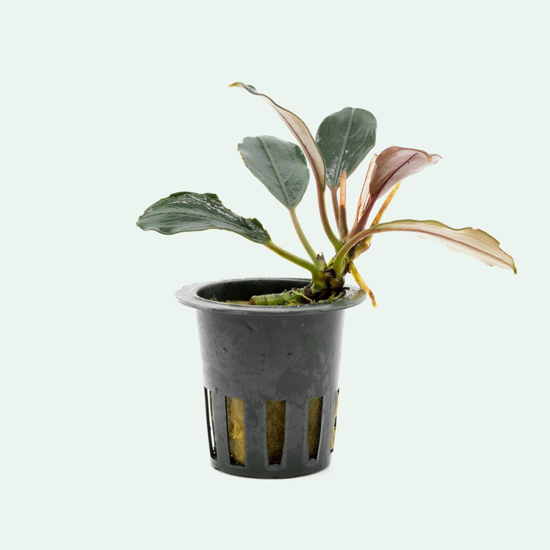 Bucephalandra Pink Lady