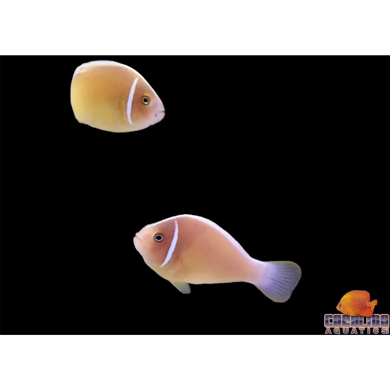 Clown – Skunk Pink Wild