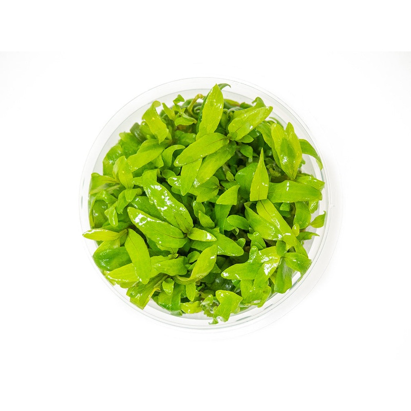 Mini Siamese 53B Hygro (Hygrophila corymbosa “Siamensis”) Tissue Culture