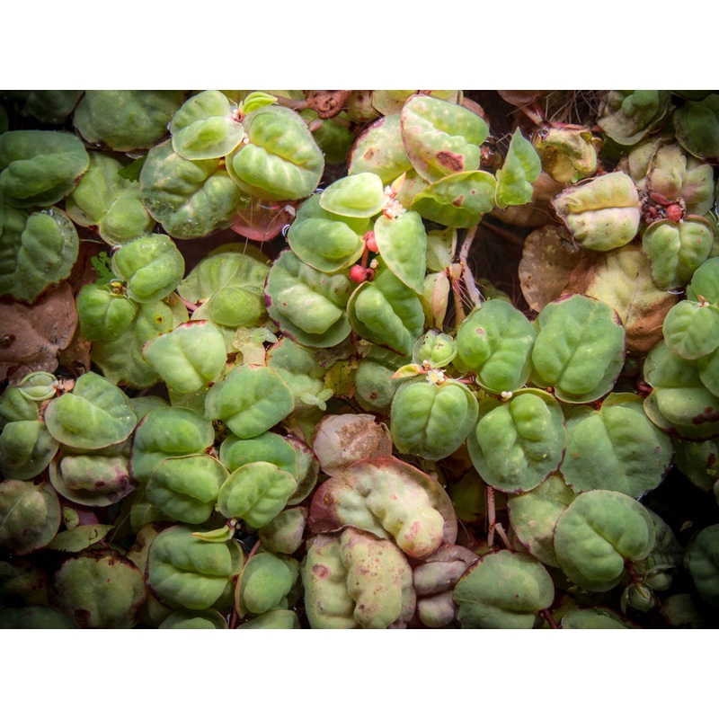 Red Root Floater (Phyllanthus fluitans)
