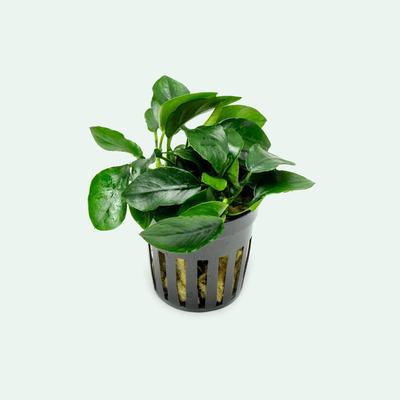 Anubias Nana Spear Leaf