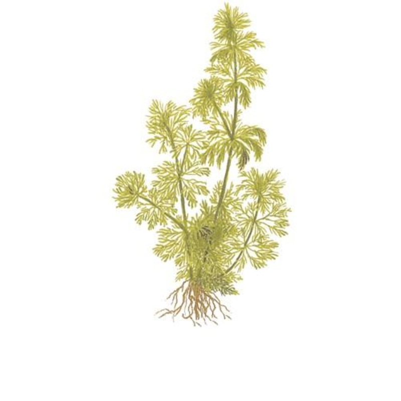 Tropica Limnophila Sessiliflora in Pot