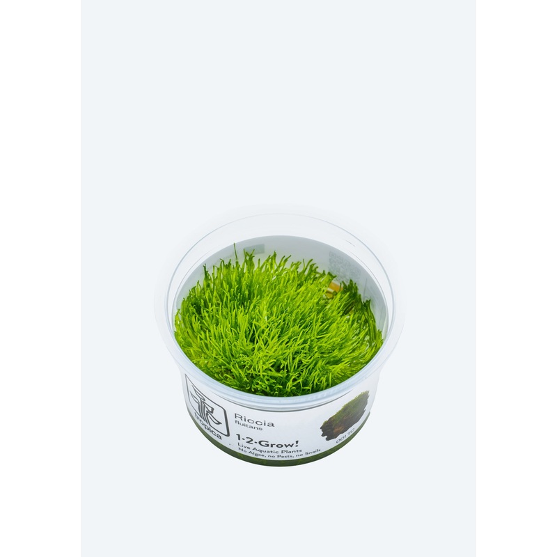 1-2-Grow! Riccia fluitans