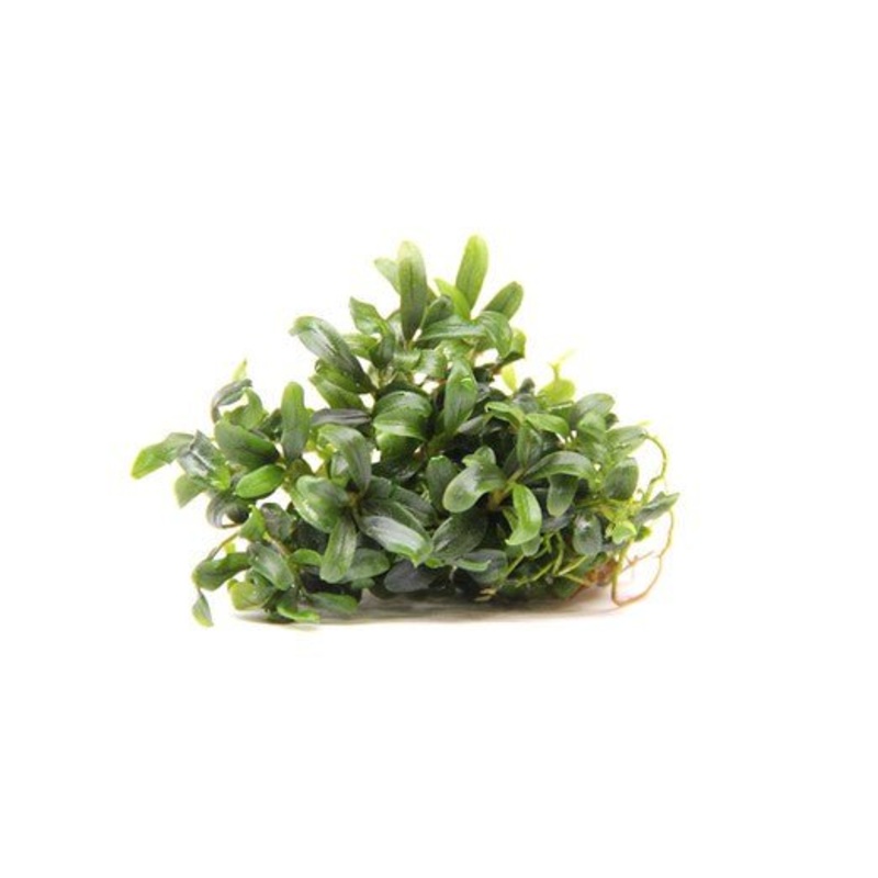 Dennerle Bucephalandra Micrantha ‘Needle Leaf’ In-Vitro