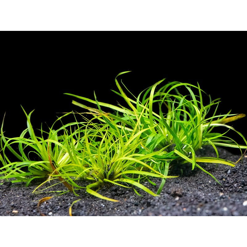 Lesser Creeping Rush (Juncus repens), clump