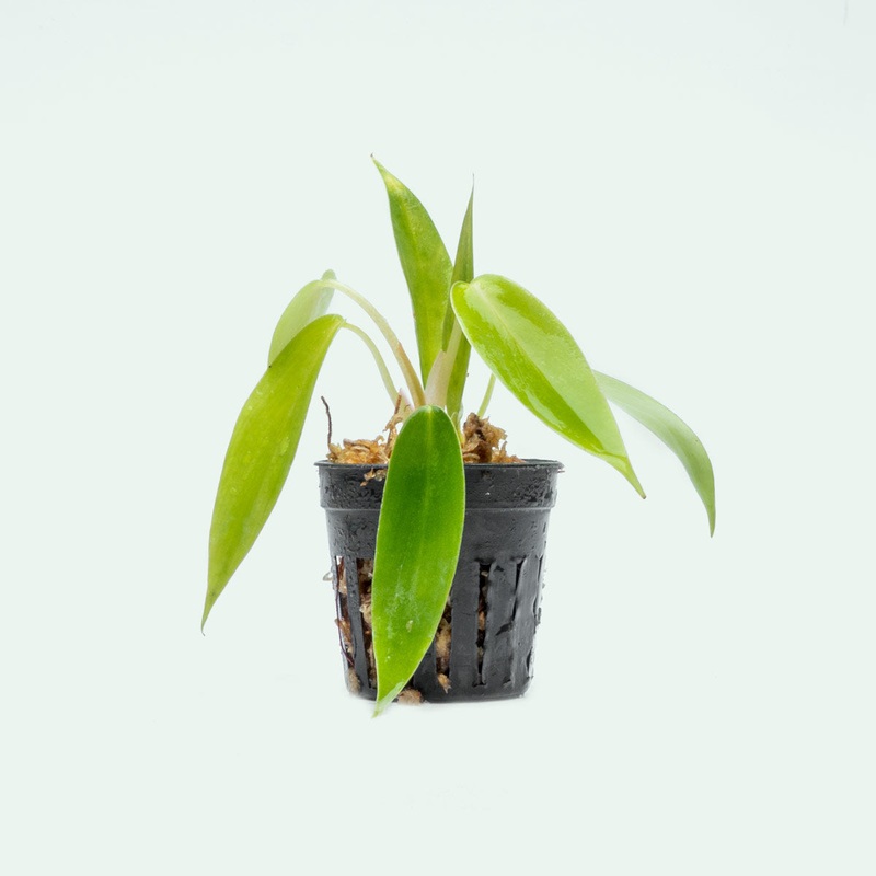 Philodendron 69686 – Bare Root