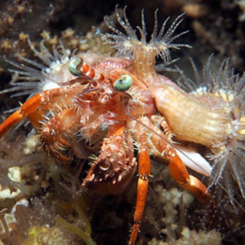 Anemone Hermit Crab