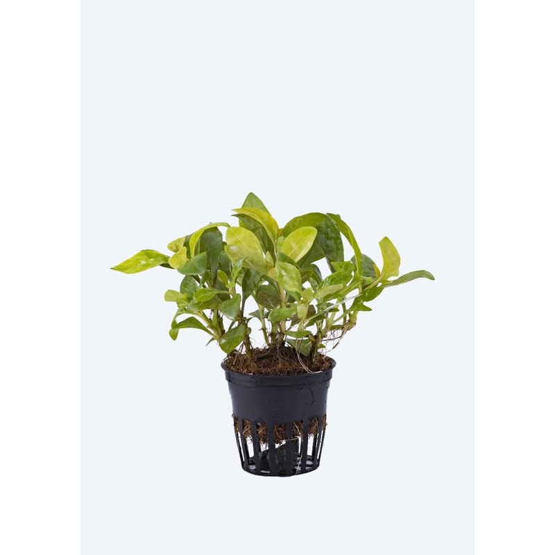 Alternanthera bettzickiana Green