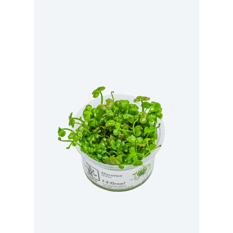 1-2-Grow! Marsilea hirsuta