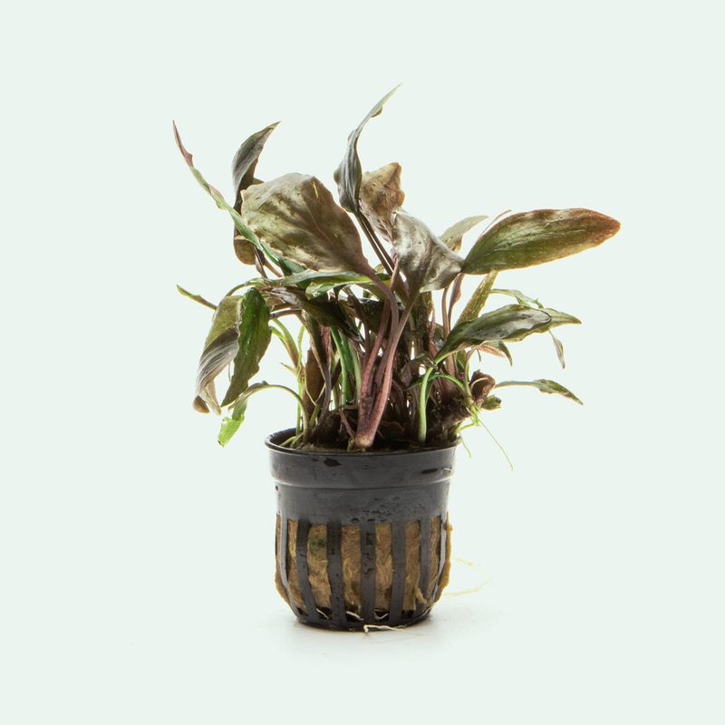 Cryptocoryne Blassii