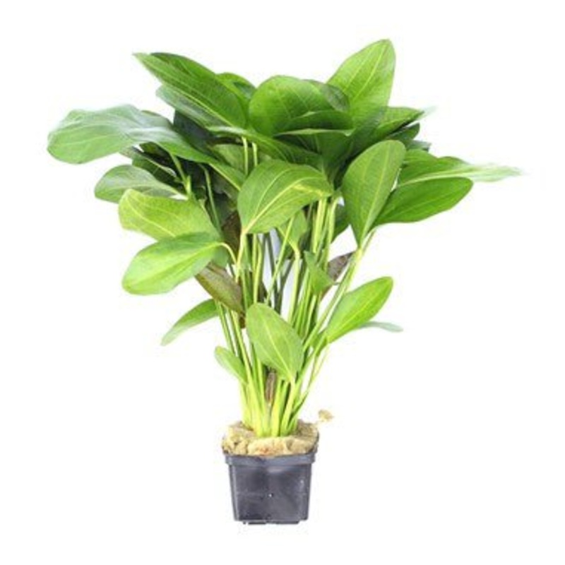 Dennerle Echinodorus Ocelot, XXL