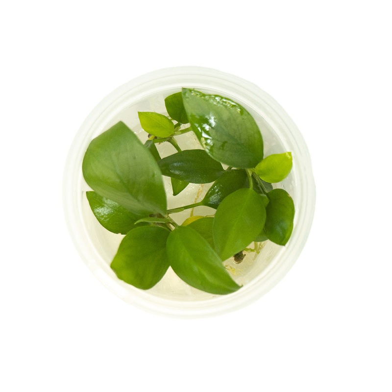 Anubias hastifolia Tissue Culture