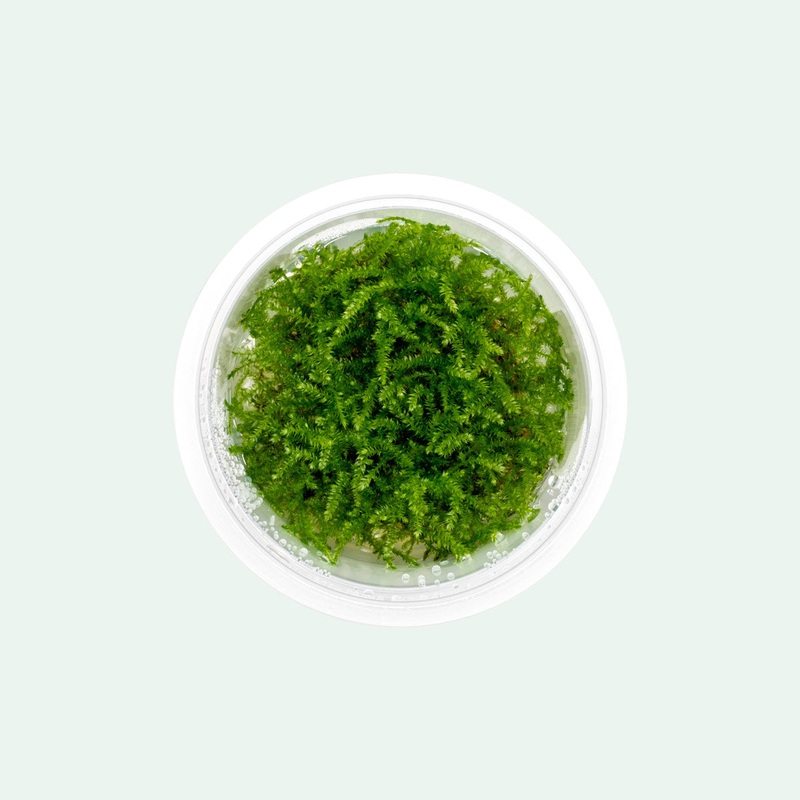 Christmas Moss Tissue Culture