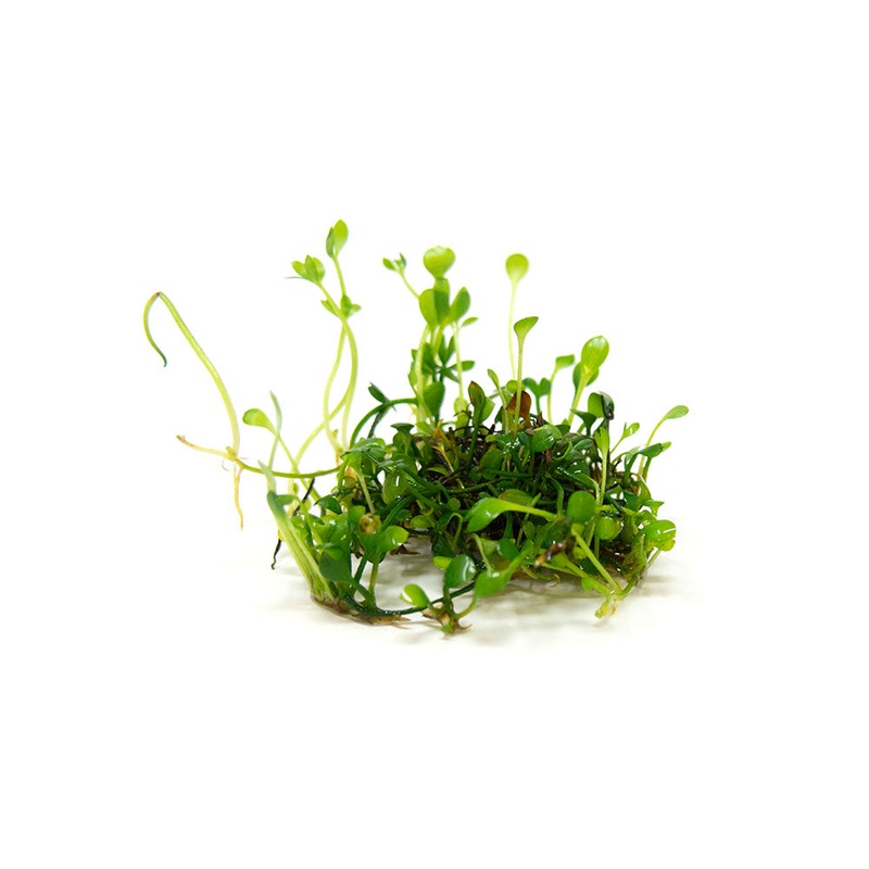 Dwarf Four Leaf Clover (Marsilea hirsuta) Tissue Culture